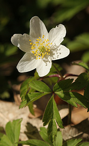 Anemone nemorosa