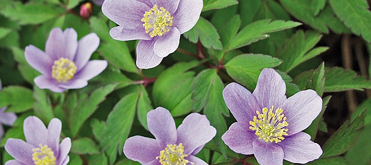 Anemone nemorosa ‘Robinsoniana’