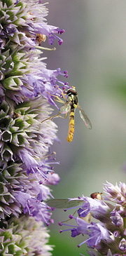 Anisisopens blomster tiltrækker mange insekter.