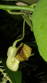 Tobakspibeplantens blomst