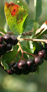 Aronia