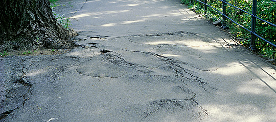 Rødder bryder asfalt op.
