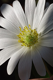 Balkananemone