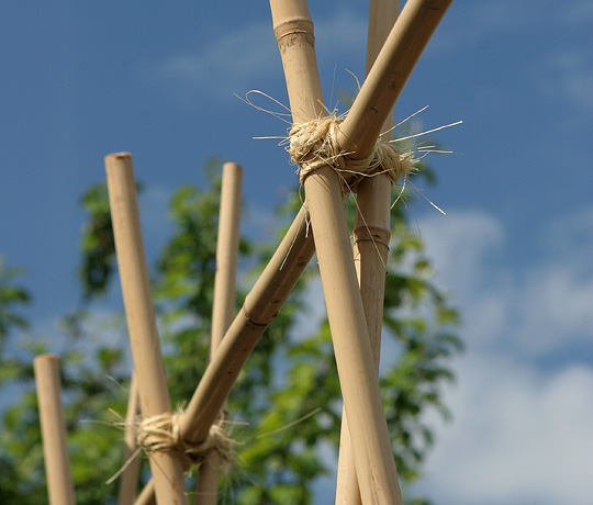 Bambusstativ til bønner