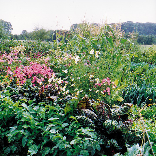 Grønsager og blomster mellem hinanden