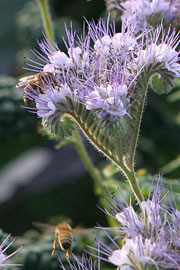 Phacelia esculentum er en god biplante