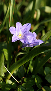 Blå blomst i april