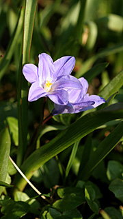 Blå blomst i april