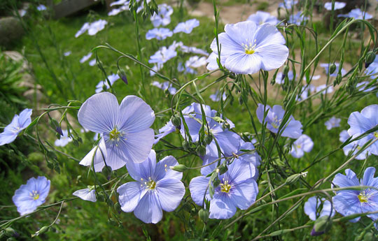 Blå blomster på oliehør.