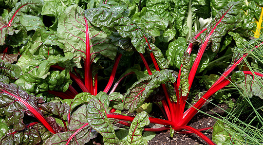 ‘Rhubarb Chard’