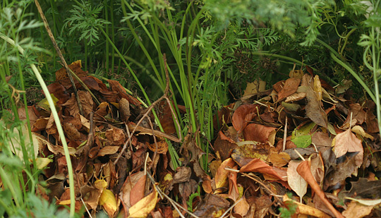 Visne blade kan lægges ned mellem gulerodsrækkerne.