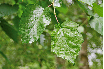 Bladene på tyrkisk hassel kan minde om almindelig hasselblade.