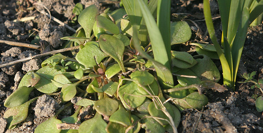 Vinterportulak, Montia perfoliata