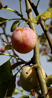 Gammel blommesort ved navn Jerusalem