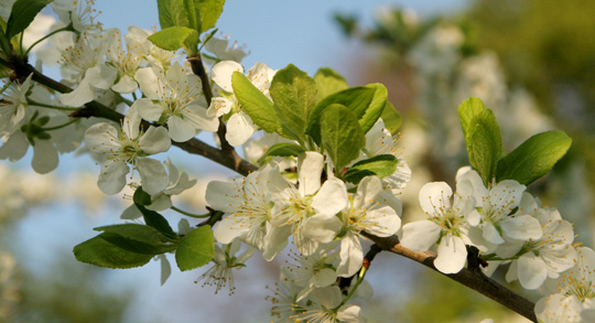 Blomme i blomst