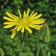 Skorzonerrodens blomster er gule.