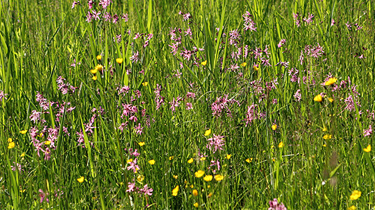 Blomstereng med trevlekrone