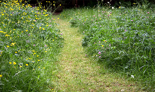 Klippet sti i en blomstereng.