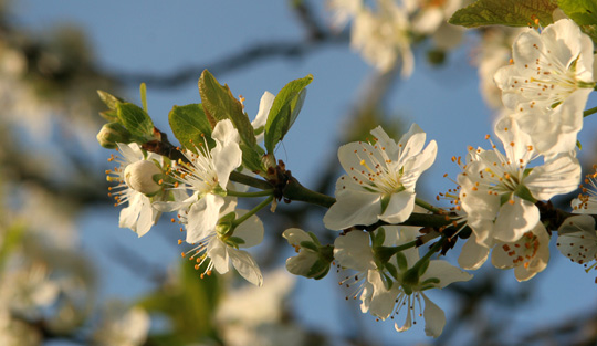 Smukke hvide blomster på blomme