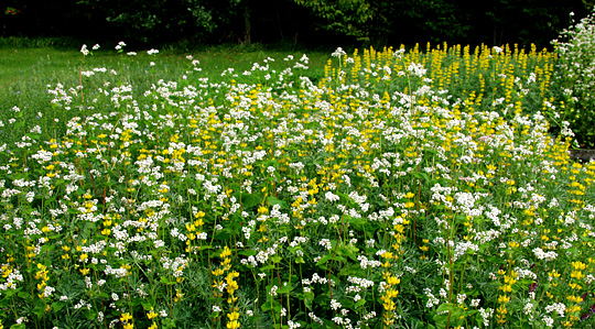 Boghvede og gule lupiner i blomst