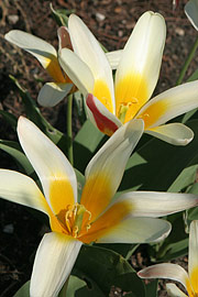 Tulipa kaufmanniana