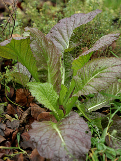 Brassica juncea Red Giant