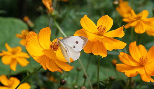 Orange cosmos