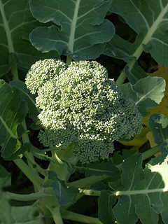 Hovedskud på broccoli