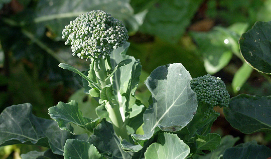 Sideskud på broccoli