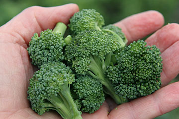 Januarhøst af broccoli