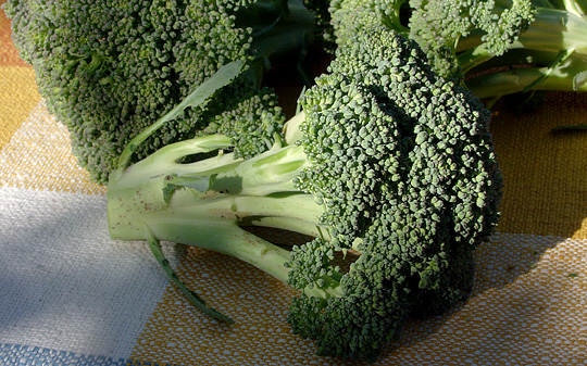 Broccolihoveder