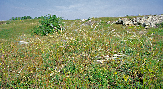 Stipa pennata