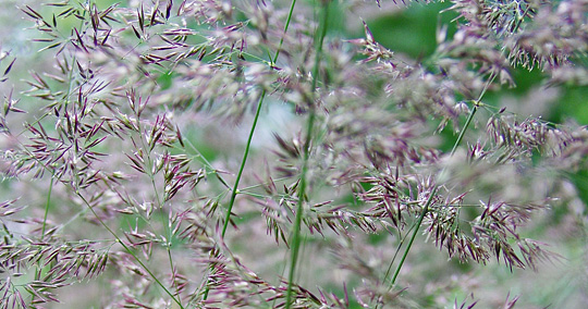 Rørhvene, Calamagrostis × acutiflora ‘Karl Foerster’