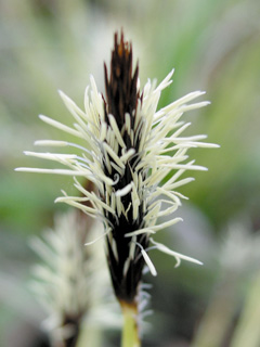 Japansk star, Carex morrowii