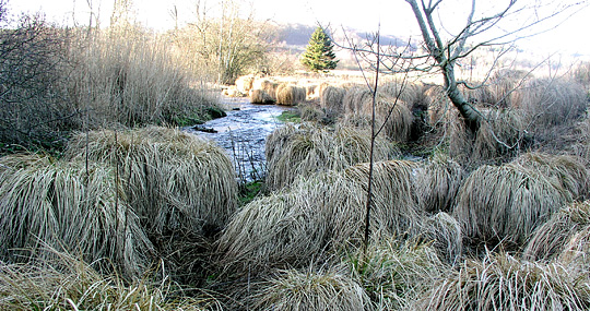 Carex paniculata, topstar