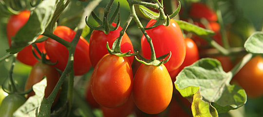 cherrytomater