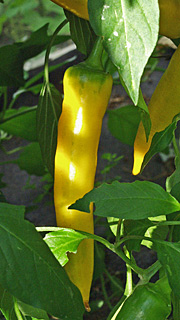 Chilisort med gule frugter