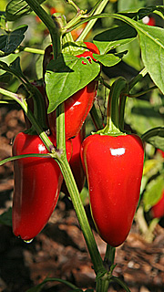 Flotte røde chili