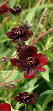 Chokoladekosmos har små graciøse blomster på tynde stilke.