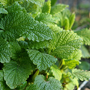 Citronmelisse