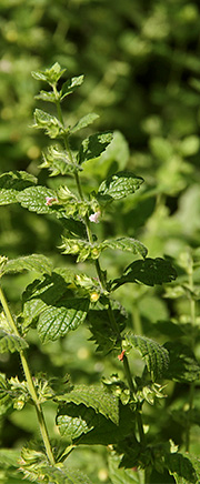 Citronmellisse blomstring