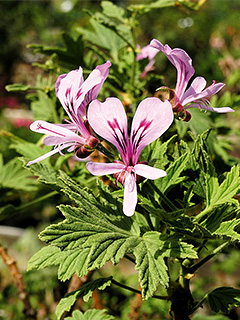 Citronduftende pelargonie