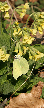 Citronsommerfugl på kodrive