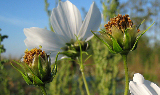 Frø af cosmos