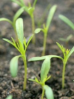 Kimplante af cosmos