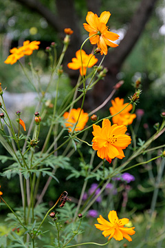 Orange cosmos har en let vækst