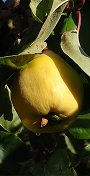 Fuldmoden gul æblekvæde
