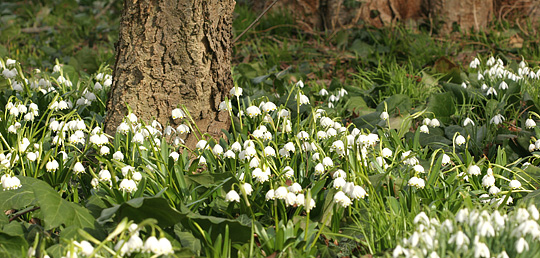 Dorothealiljer i Botanisk Have.