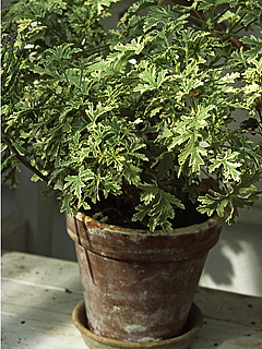 ‘Lady Plymouth’ er af typen duftpelargonier