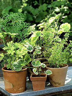 Duftpelargonier kan have mange forskellige bladformer